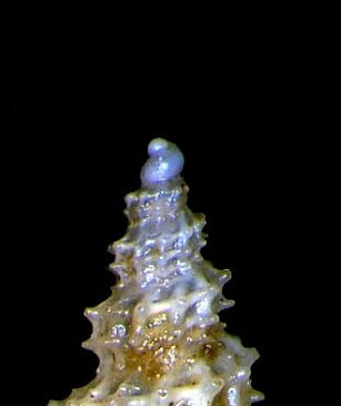 Raphitoma da determinare